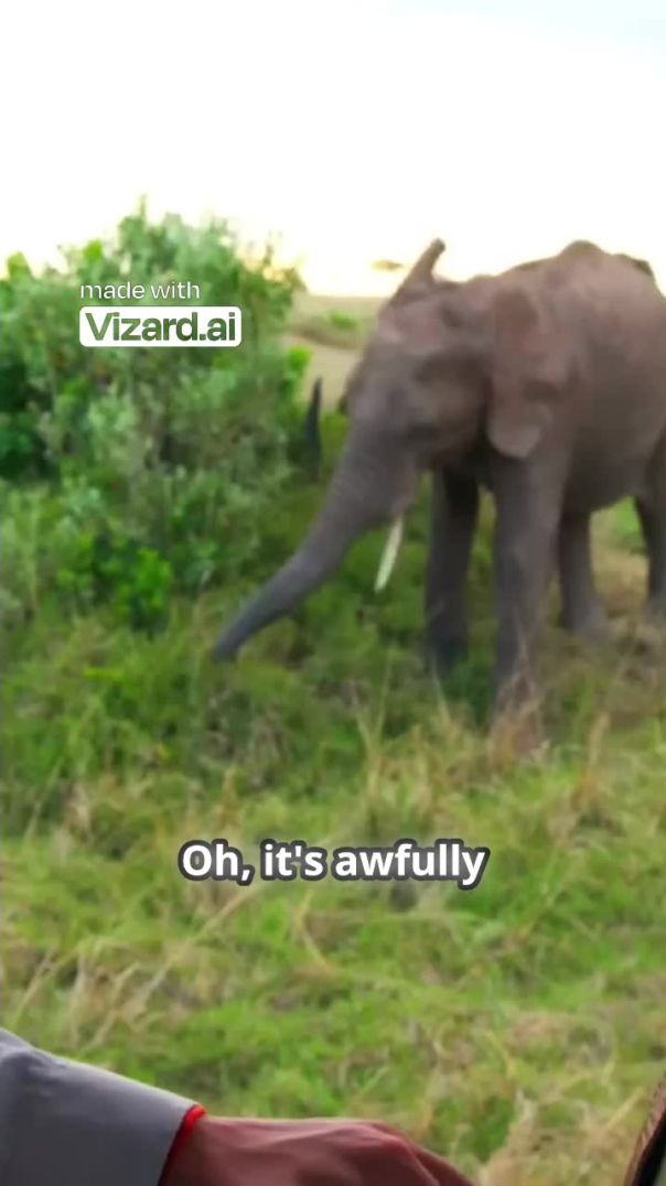 The Thrill of Being Up Close with Elephants